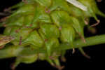 Sulphur sedge